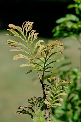 Pterocarya stenoptera 'Fern Leaf' - paořech úzkokřídlý - letní listy s větévkou